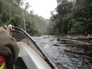 heavily timbered Frankland river this is jet boat country copy-resized